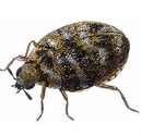 Carpet Beetle Dunedin Mosgiel
